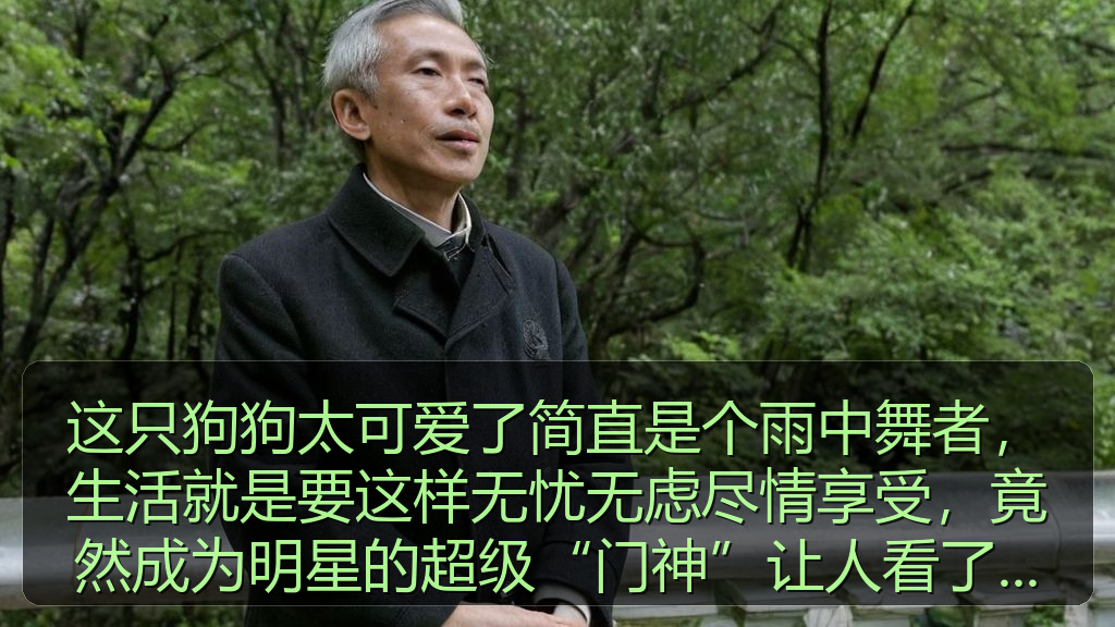 这只狗狗太可爱了简直是个雨中舞者，生活就是要这样无忧无虑尽情享受，竟然成为明星的超级“门神”让人看了忍俊不禁